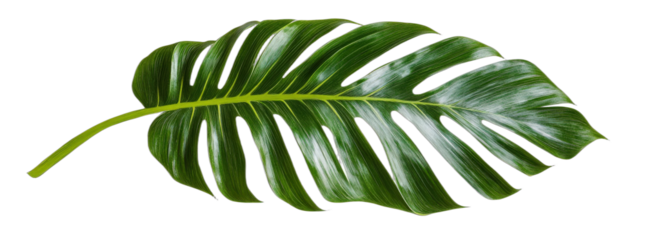 Large green Monstera deliciosa leaf with distinct splits and veins
