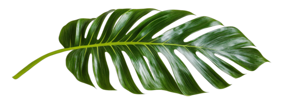 Large green Monstera deliciosa leaf with distinct splits and veins