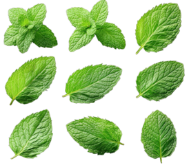Fresh green mint leaves for culinary and herbal uses