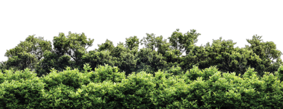 Dense green foliage of various trees and shrubs in a natural setting