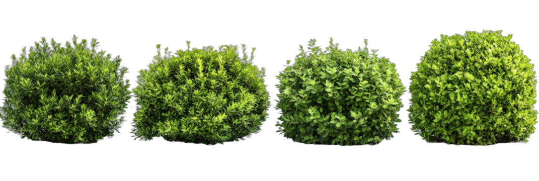 Four green spherical bushes in a row for garden decoration