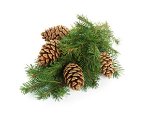 Beautiful fir branches with dry cones on white background