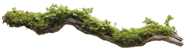 Moss-covered old branch showing natural greenery and texture