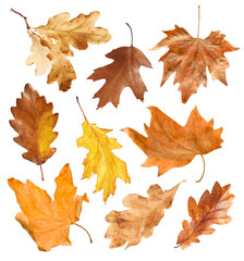 Brown leaves isolated on white, set. Autumn season