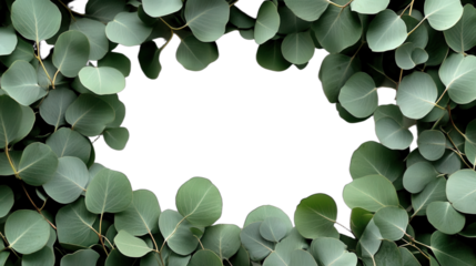Eucalyptus leaves forming a natural green frame for a fresh look