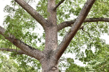 Fototapeta premium Tronco de un árbol de ceiba visto desde la distancia en Bayamón, Puerto Rico. La imagen resalta la majestuosidad y textura natural de este árbol emblemático del Caribe en un entorno tropical.