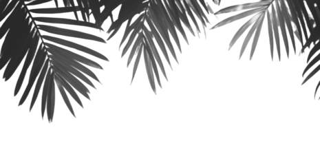 Black and white palm leaf pattern with nature elements