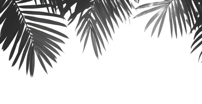 Black and white palm leaf pattern with nature elements