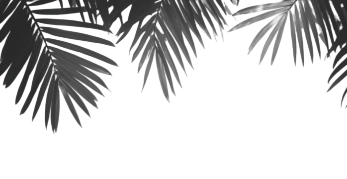 Black and white palm leaf pattern with nature elements