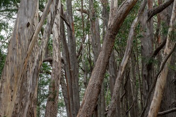 Eucalyptus is a genus of more than 700 species of flowering plants in the family Myrtaceae. Hosmer Grove Campground, Haleakalā National Park, Maui, Hawaii