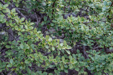 Coprosma montana, the pilo, is a species of flowering plant in the family Rubiaceae, native to Hawaii. Hosmer Grove Campground. Haleakalā National Park, Maui