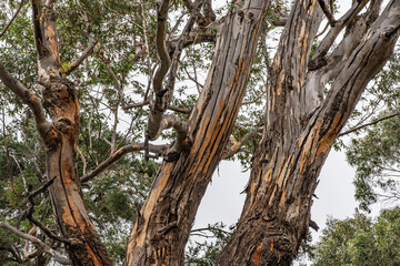 Eucalyptus is a genus of more than 700 species of flowering plants in the family Myrtaceae. Hosmer Grove Campground, Haleakalā National Park, Maui, Hawaii