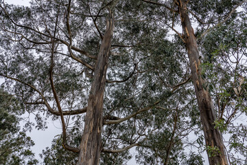 Eucalyptus globulus, southern blue gum or blue gum, is a species of flowering plant in the family Myrtaceae. Hosmer Grove Campground, Haleakalā National Park, Maui, Hawaii