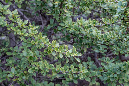 Coprosma montana, the pilo, is a species of flowering plant in the family Rubiaceae, native to Hawaii. Hosmer Grove Campground. Haleakalā National Park, Maui