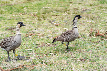 The Nene (Branta sandvicensis), the nēnē or the Hawaiian goose, is a species of bird endemic to the Hawaiian Islands. Hawaii state bird .Hosmer Grove Campground. Haleakalā National Park, Maui