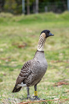 The Nene (Branta sandvicensis), the nēnē or the Hawaiian goose, is a species of bird endemic to the Hawaiian Islands. Hawaii state bird .Hosmer Grove Campground. Haleakalā National Park, Maui