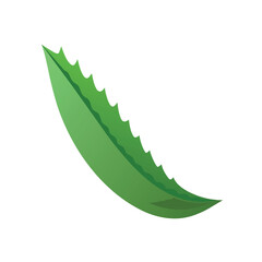 Single Aloe Vera Leaf with Serrated Edges on White Background Keywords: aloe vera, leaf, plant