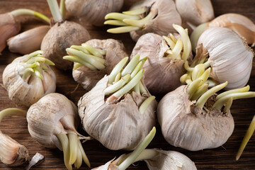 Close up of sprouted garlic bulbs