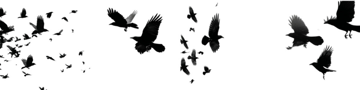 Eerie flock of crows soaring in formation, evoking mystery and Halloween vibes, perfect for spooky designs or dramatic nature scenes and bird migration themes.