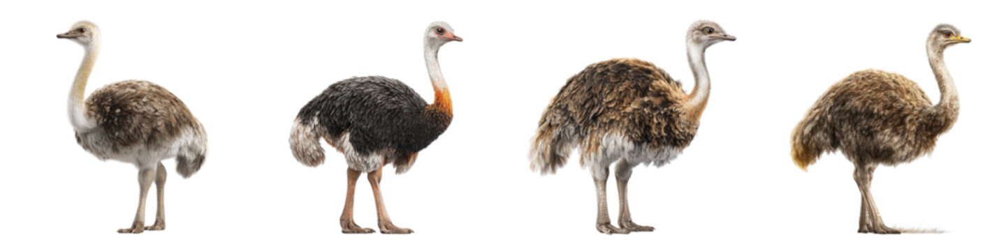 Group of elegant Rhea birds standing tall, showcasing unique plumage and graceful necks, perfect for nature illustrations and wildlife conservation projects