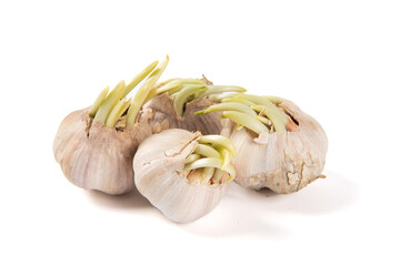 sprouted garlic bulbs isolated on white background