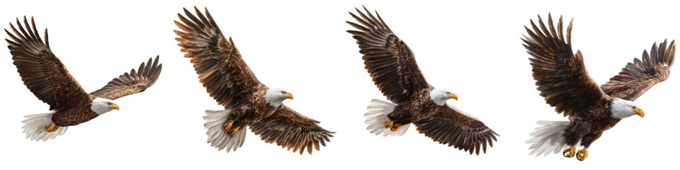 Majestic bald eagle soaring high, symbol of freedom and strength, an icon of American spirit in graceful flight, ideal for patriotic themes and nature documentaries