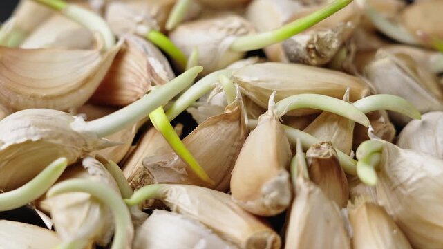 Close up of sprouted garlic cloves