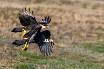 Two crested caracaras (Caracara plancus) flying in southwest Florida.
