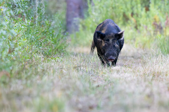 Feral hog / wild hog / wild pig / wild boar (Sus scrofa) in Highlands Hammock State Park, Florida