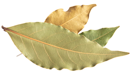 Dried Bay Leave isolated on white transparent background