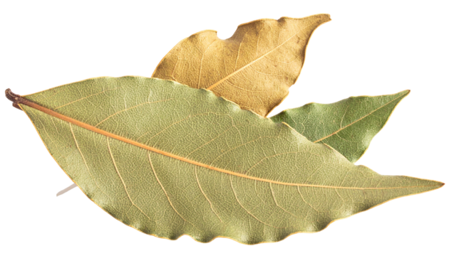 Dried Bay Leave isolated on white transparent background - Powered by Adobe