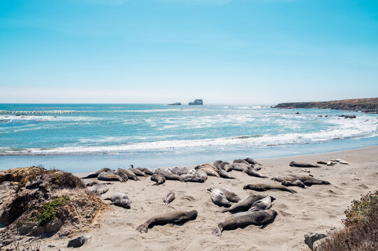 Elephant Seals at Piedras Blancas Rookery In San Simeon