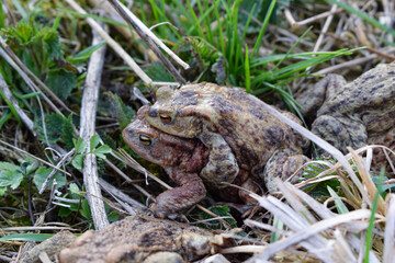 breeding and reproduction of frogs for the food industry