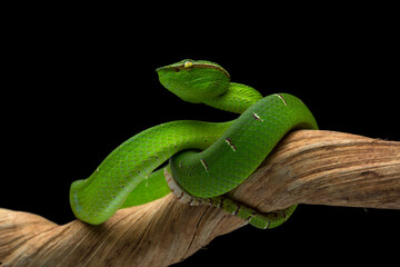 Obraz premium This vibrant green Sabah Pit Viper (Tropidolaemus subannulatus) is coiled on a branch