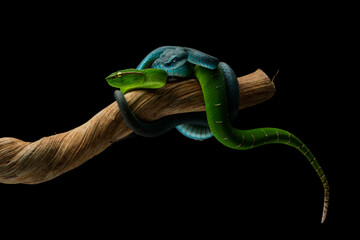 Green and Blue Vipers Coiled on a Branch Against Black