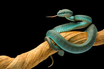 Trimeresurus insularis.Blue viper snake on branch, viper snake, blue insularis