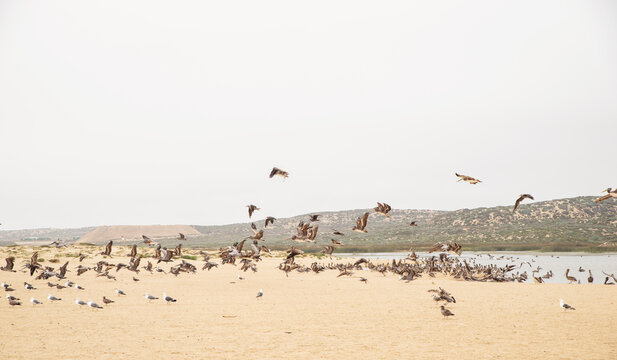 birds at Rancho Guadalupe Dunes Preserve in california
