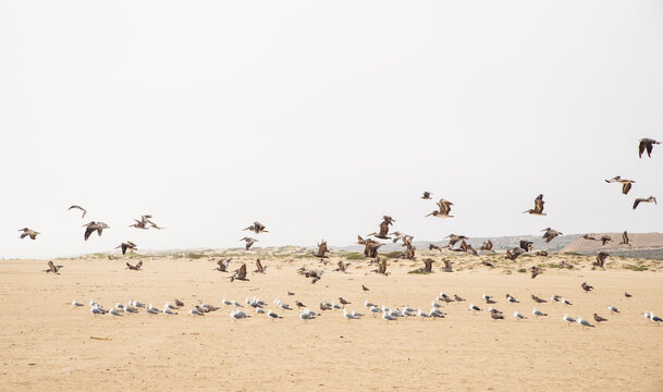 shore birds Rancho Guadalupe Dunes Preserve in california
