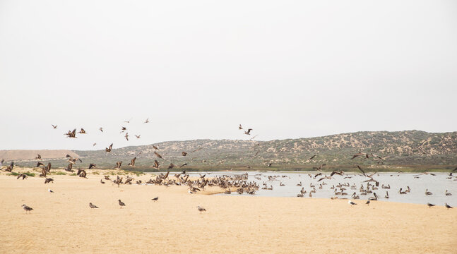 shore birds at Rancho Guadalupe Dunes Preserve in california