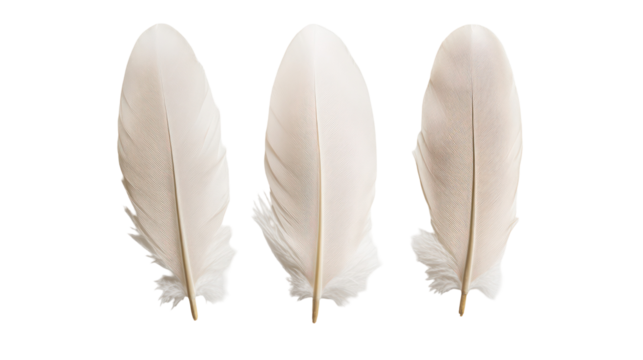 Three delicate white bird feathers isolated on transparent background