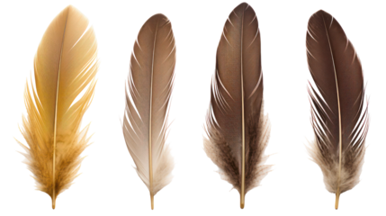 Four detailed bird feathers isolated on transparent background