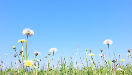 Field with dandelions and blue sky, watercolor. White tone
