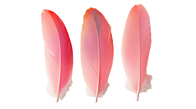 Three delicate pink bird feathers isolated on transparent background