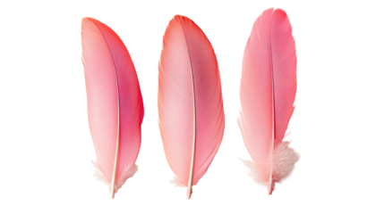 Three pink feathers isolated on transparent background
