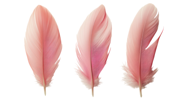 Three delicate pink feathers isolated on transparent background
