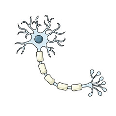 Illustration of normal nerve cell structure, Myelin and Axon, healthy myelin sheath, vector illustration for medical, poster elements for posters, and education.