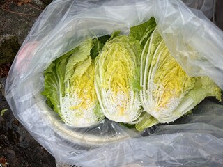 배추를 소금에 절이는 모습