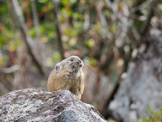氷河期からの生き残りナキウサギ