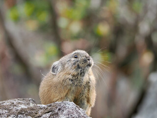 氷河期からの生き残りナキウサギ