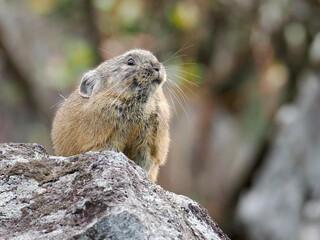 氷河期からの生き残りナキウサギ
